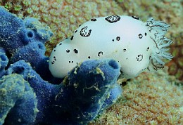 Thailand 2015 - Ko Tao - Nudibranche Doris funebre-Jorunna funebris _IMG_3807_rc